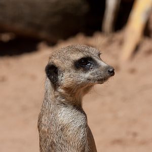 Meerkat - Jan 2009