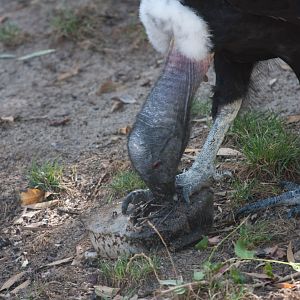Andean Condor with iceblock - Jan 2009