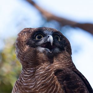 Powerful Owl - Jan 2009