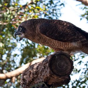 Powerful Owl - Jan 2009