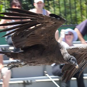 Andean Condor (juv) - Jan 2009