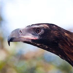 Wedge Tailed Eagle - Jan 2009