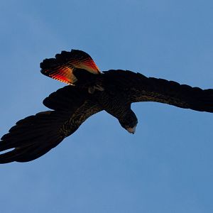 Red-tailed Black Cockatoo - Jan 2009