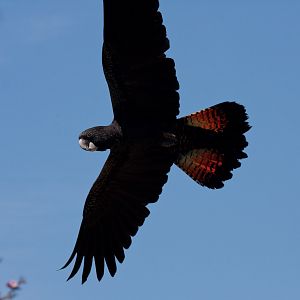Red-tailed Black Cockatoo - Jan 2009