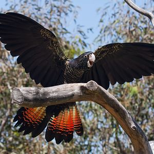 Red-tailed Black Cockatoo - Jan 2009