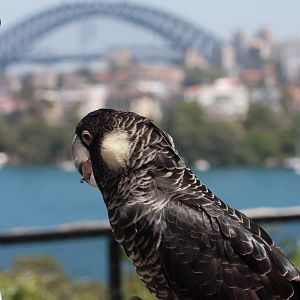 White-tailed Black Cockatoo - Jan 2009