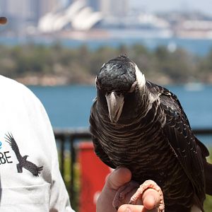 White-tailed Black Cockatoo - Jan 2009