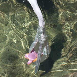 Pelican playing with a toy - Jan 2009