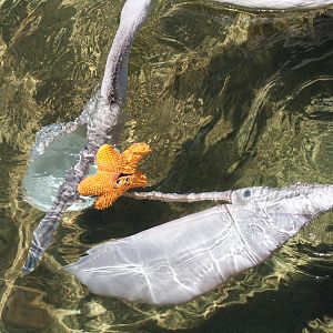 Pelicans playing with a toy - Jan 2009