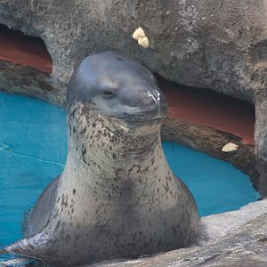 Leopard Seal - Jan 2009