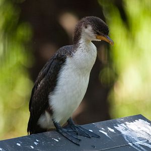 Little Pied Cormorant (imm) - Jan 2009