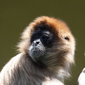 Spider Monkey - Jan 2009