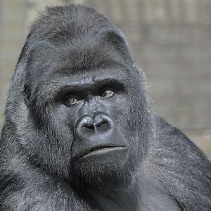 Bukavu - inquisitive