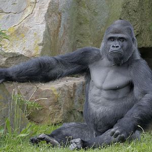 Bukavu on Gorilla Mountain