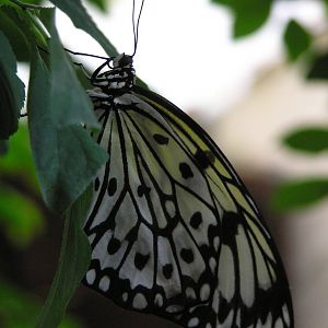 Wood Nymph Butterfly