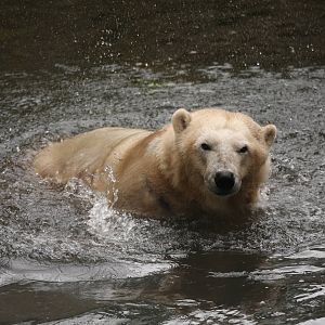 Mercedes the Polar Bear