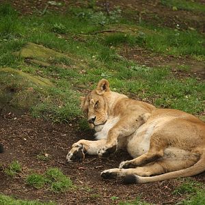 Pregnant Asiatic Lioness