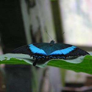 Swallowtail Butterfly