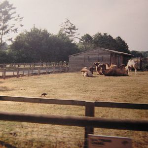 Former Camel Enclosure