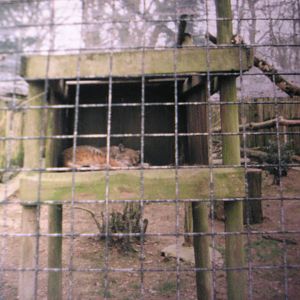 Former Northern Lynx Enclosure