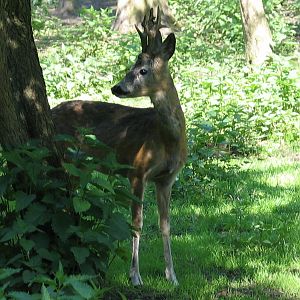 Bydgoszcz Zoo / May 2005