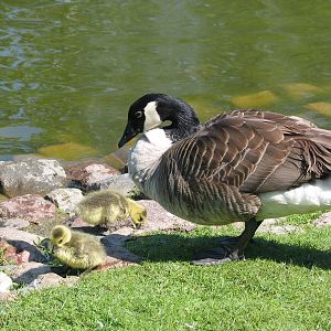 Bydgoszcz Zoo / May 2005