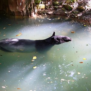 Malyan Tapir