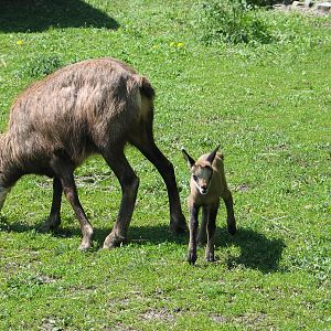 Bydgoszcz Zoo / May 2005
