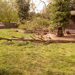 Giant anteater exhibit, Copenhagen Zoo April 2009