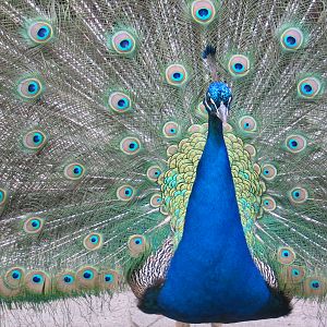 Plock Zoo / May 2005