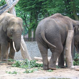 Plock Zoo / May 2005