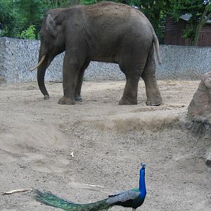Plock Zoo / May 2005