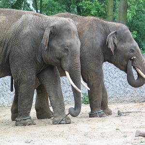 Plock Zoo / May 2005