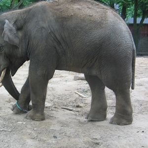 Plock Zoo / May 2005