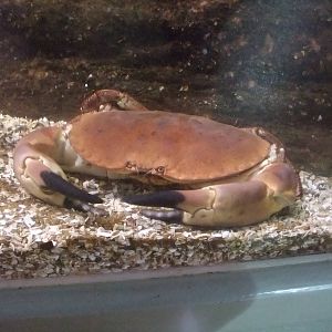 Edible Crab at Rhyl SeaQuarium 04/05/09