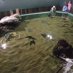 Ray tank at Rhyl SeaQuarium 04/05/09