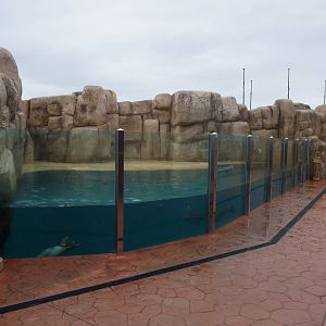 Common Seal Pool at Rhyl SeaQuarium 04/05/09
