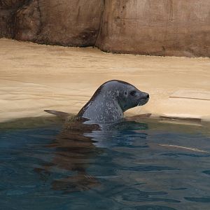 Common Seal at Rhyl SeaQuarium 04/05/09