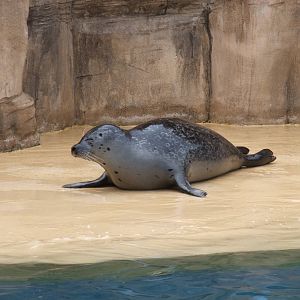 Common Seal at Rhyl SeaQuarium 04/05/09
