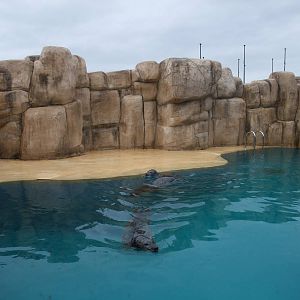 Common Seal Pool at Rhyl SeaQuarium 04/05/09