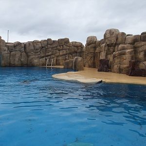 S African Fur Seal Pool at Rhyl SeaQuarium 04/05/09