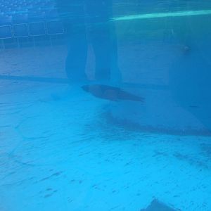 S African Fur Seal Pool at Rhyl SeaQuarium 04/05/09