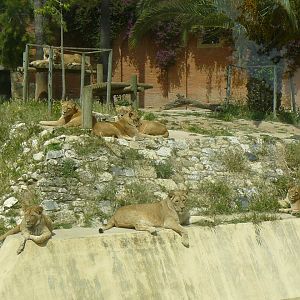Lions