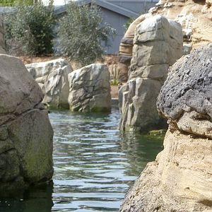 Humboldt Penguin Exhibit