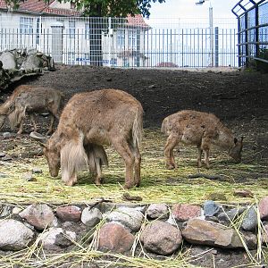 Torun Zoo / May 2005