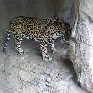 Jaguar