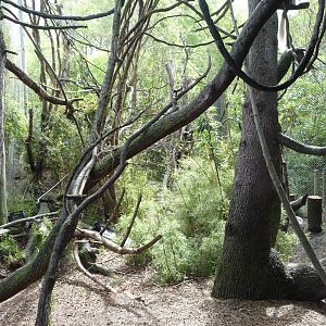 Colobus Monkey Exhibit