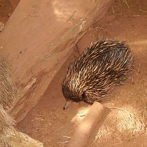 paignton zoo 2-5-09 022