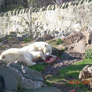 A happy relaxed Mercedes