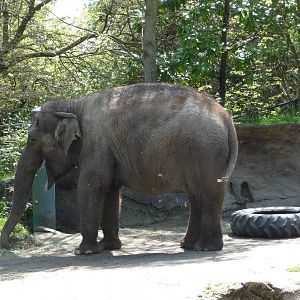 Asian Elephant